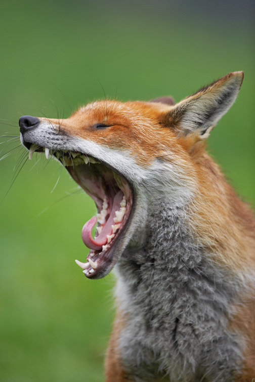 Red Fox - Vulpes vulpes - close-up of male yawning. West Sussex. May 2006. 